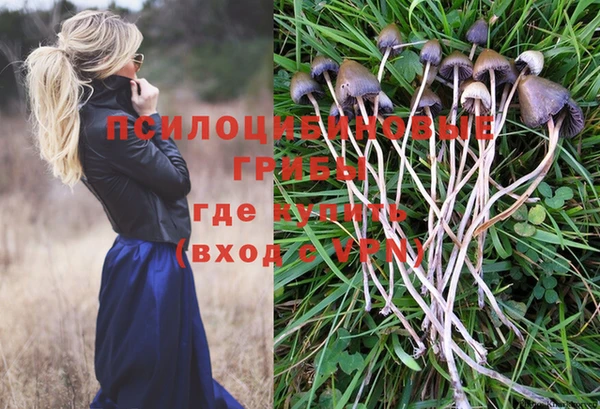 прущие грибы Михайловск